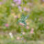 Ensemble d’ornement 6 pièces hummingbird Pompey
