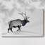 Toile tendue Lone Bull-Gallery