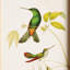 HUMMINGBIRDS IN BLOOMS STUDY, ENSEMBLE DE 8