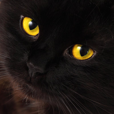 Black Cat Looking To You With Bright Yellow Eyes by Velirina - Wrapped Canvas Print