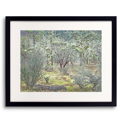 Winter Oak Grove Print by Bruce Heinemann