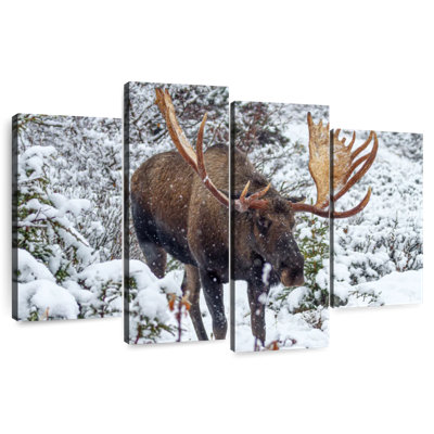 Moose In Winter