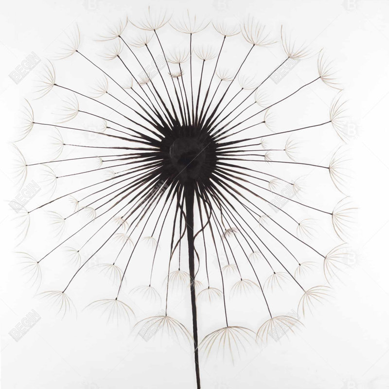 Toile encadrée pissenlit monochrome | Décoration florale