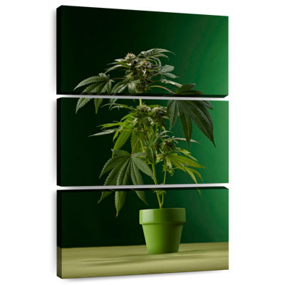 Plante de marihuana en pot Harnek
