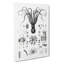 Octopus Illustrations by E.F. Jomard - Wrapped Canvas-55309128