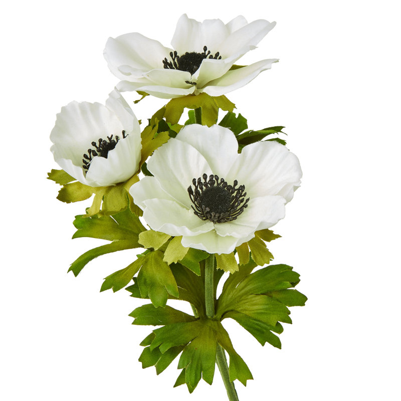 Anastasija Arrangement