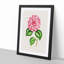 Pink Queen Victoria Camellia Illustration - Picture Frame Painting Print-55584072-55584073