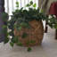 Panier rond en osier d'eau