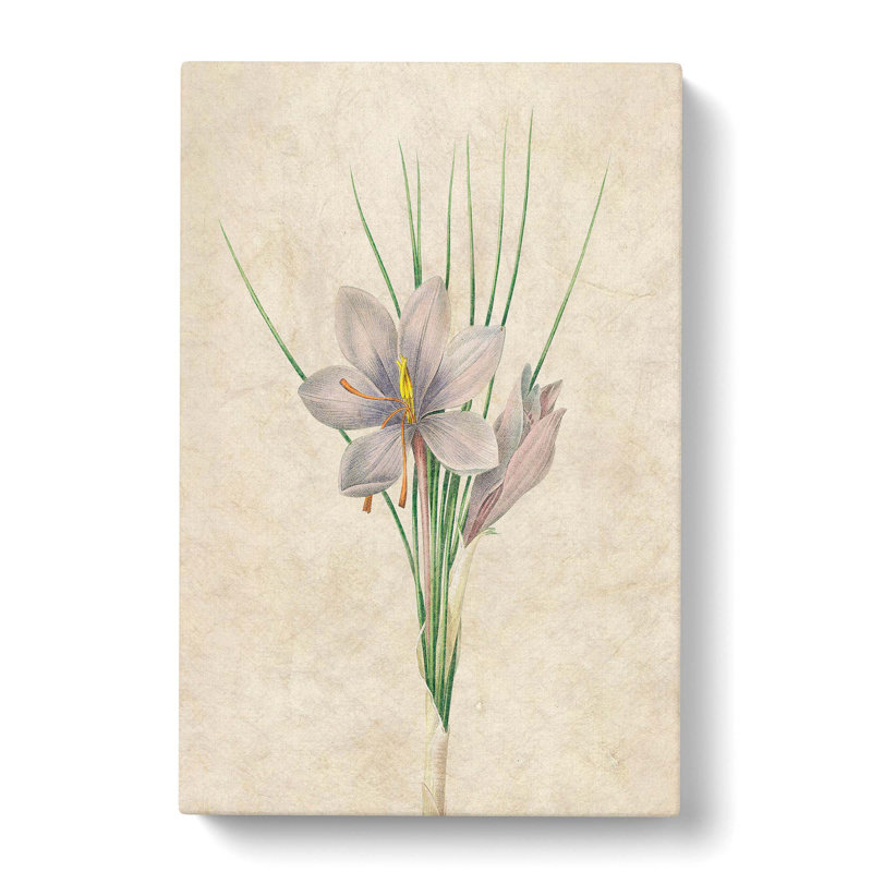 Autumn Crocus Flowers by Pierre-Joseph Redoute - Wrapped Canvas Painting Pint - Wrapped Canvas, 76cm H x 50cm W x 3cm D