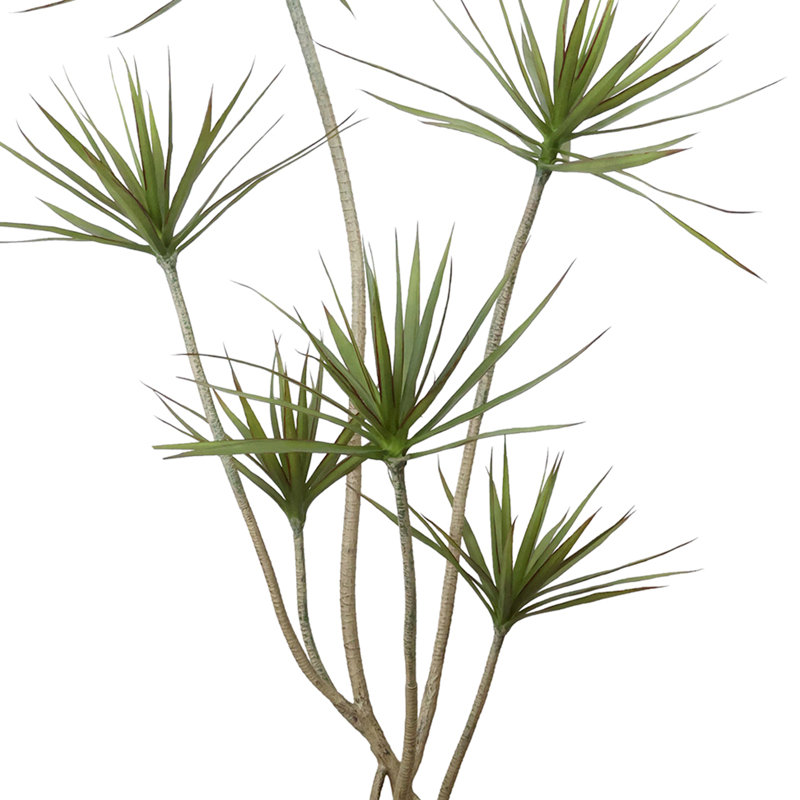 Plante Dracaena