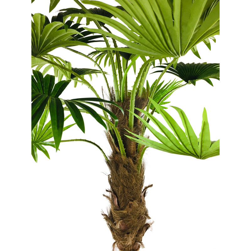 220cm Palm Tree in Pot