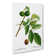 English Walnut Tree by Pierre-Joseph Redoute - Wrapped Canvas Painting