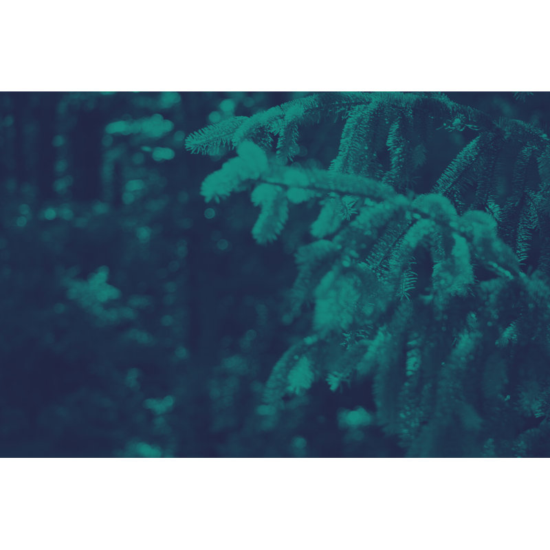 Christmas Holiday Evergreen by IrisImages - Wrapped Canvas Print, 30cm H x 46cm W