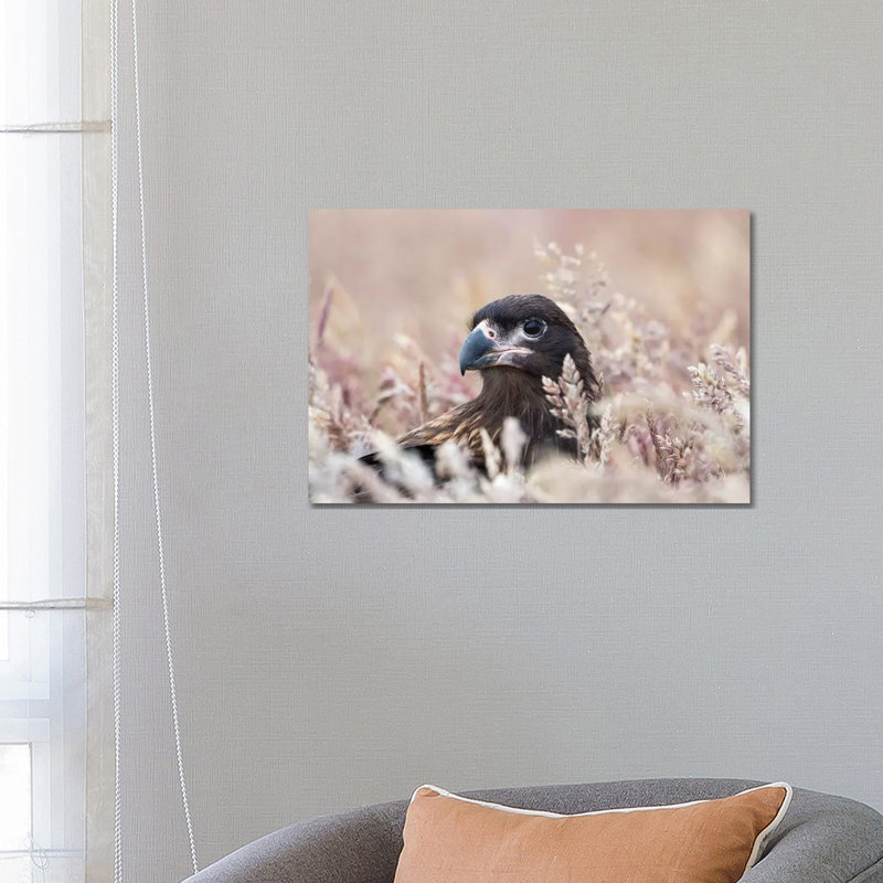 Juvenile Striated Caracara, Protected, Endemic To The Falkland Islands. by Martin Zwick - Wrapped Canvas Print