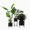 Ivo Plant Stand
