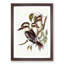 Great Brown Kingfishers by Elizabeth Gould - Picture Frame Painting Print-55575292-55575293