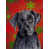 Labrador 1 sélectionné