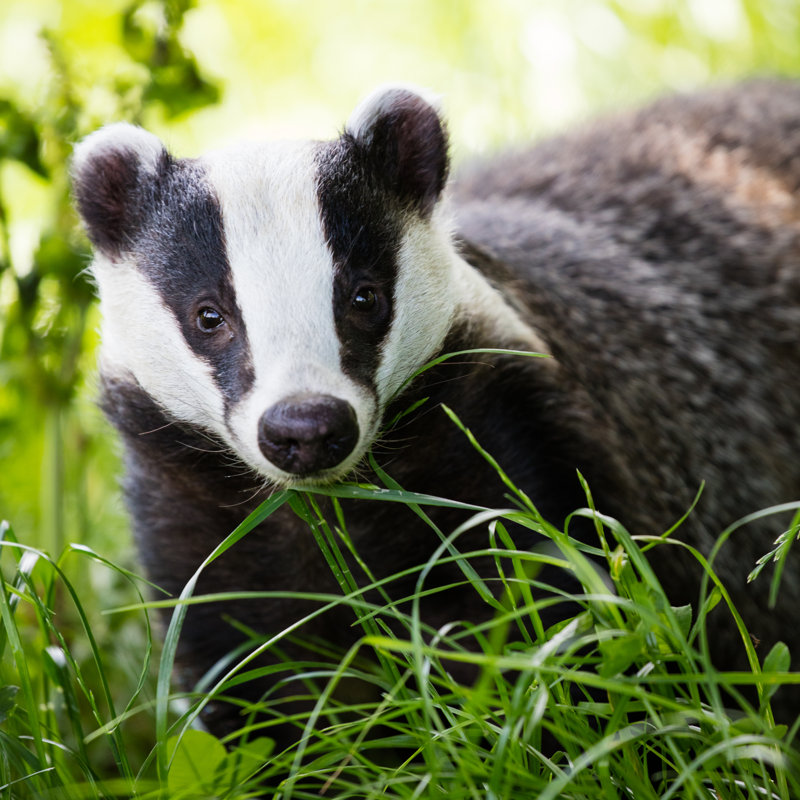 Badger Out For A Stroll by Jrleyland - Wrapped Canvas Print, 122cm H x 122cm W x 3.8cm D