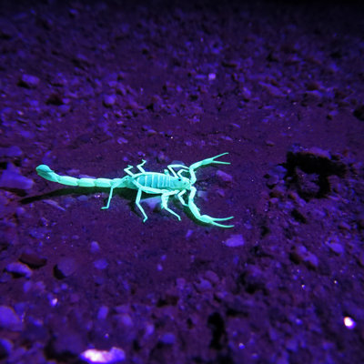 Geer Scorpion In UV Light by ValerieVS - Wrapped Canvas Print