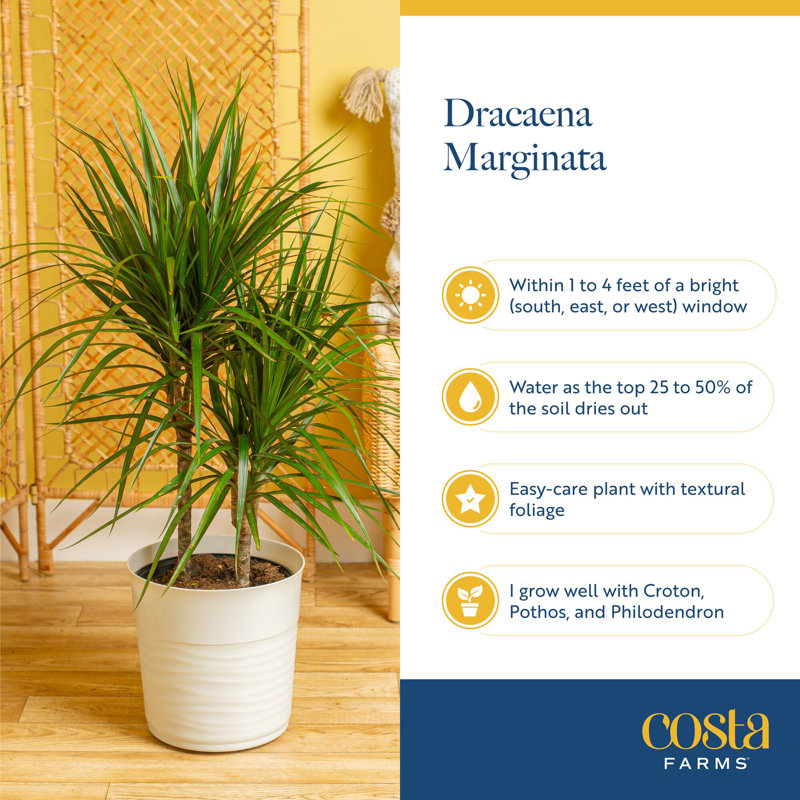 Madagascar Dragon Tree in Nursery Pot