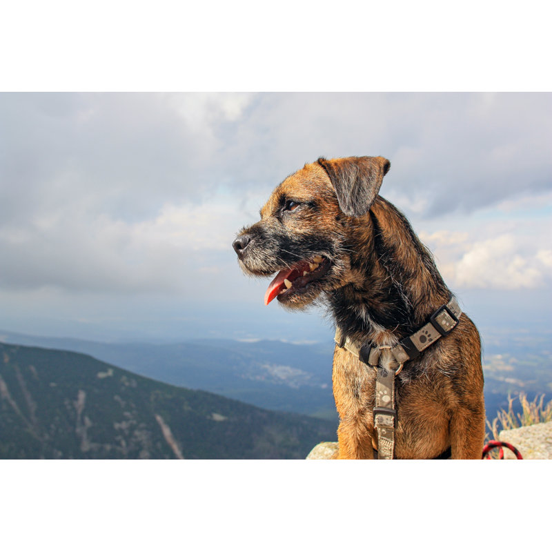 Happy Dog Border Terrier Looking Into The Distance by Jarafoti - Wrapped Canvas Print, 30Cm H x 46Cm W