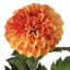 Tige de dahlia-47331323