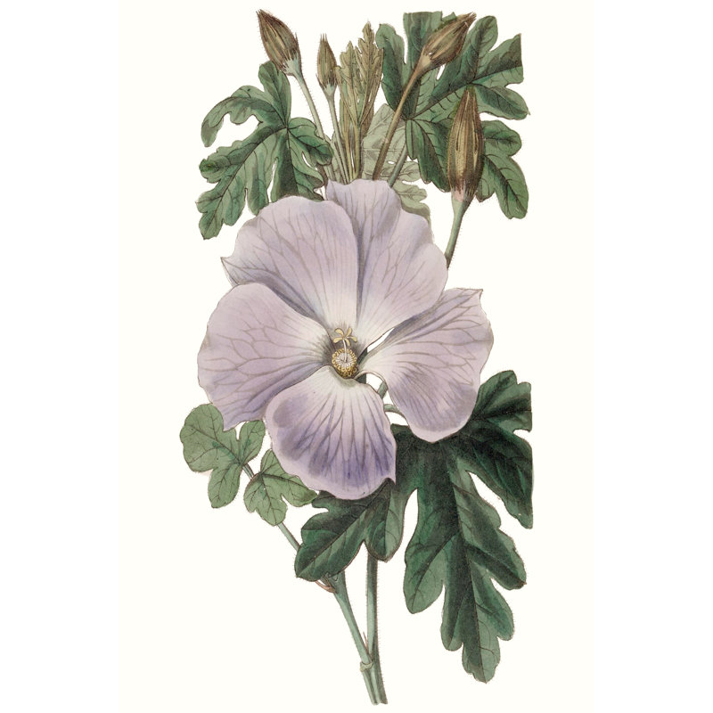 'Lavender Beauties I' by Edwards - Painting Print, Wrapped Canvas, 122cm H x 81cm W