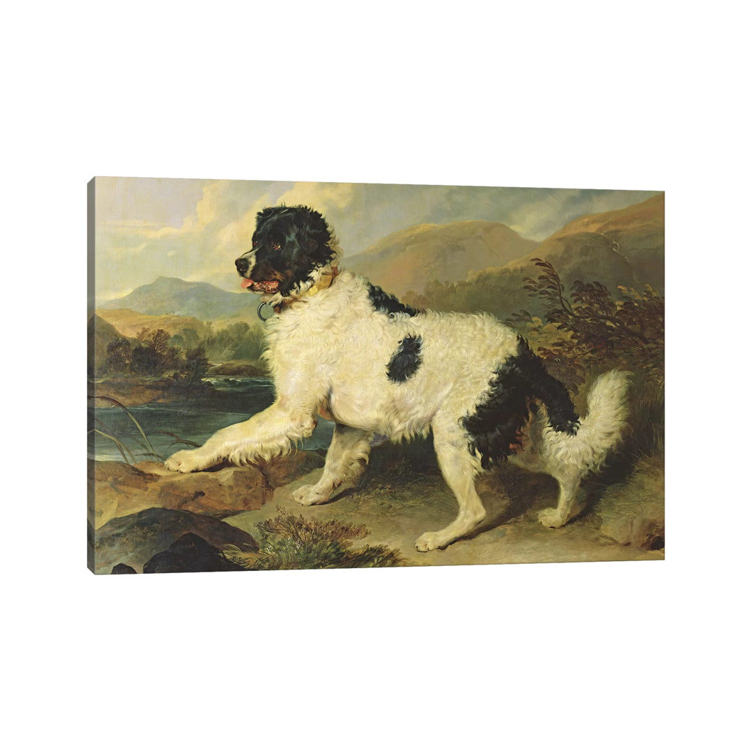 Newfoundland Dog Called Lion, 1824 by Sir Edwin Landseer - Wrapped Canvas Print