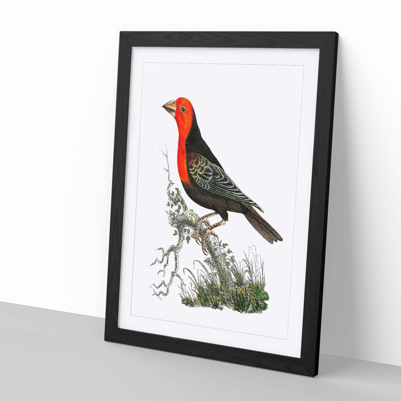 Abyssinian Plant-Cutter Bird by George Shaw - Framed Print, 60cm H x 40cm W x 2cm D, Black