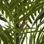 Areca Palm Tree in Pot-422536493