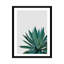 « agave cactus »-impression photographie-49905631-49905635