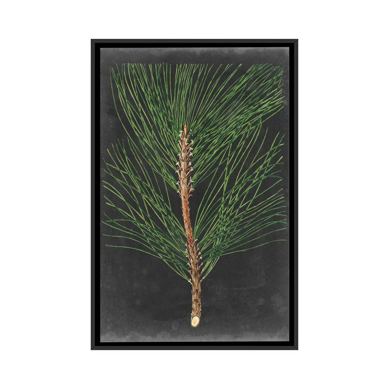 «Dramatic Pine I», impression sur toile, H 26 po x l 18 po x P 1,5 po, Toile encadrée noire, Pas de tapis