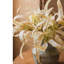 Plante eucalyptus à feuilles en soie-977680896-977680909