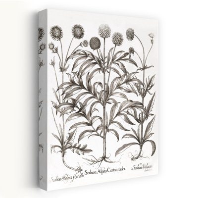 Art floral contemporain Scabiosa