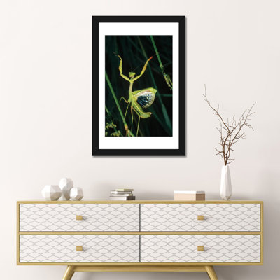 «Méditerranée Mantis femelle en mode défensif, Espagne», photographie sur toile