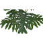 PLANT PHILODENDRON POT 3FT