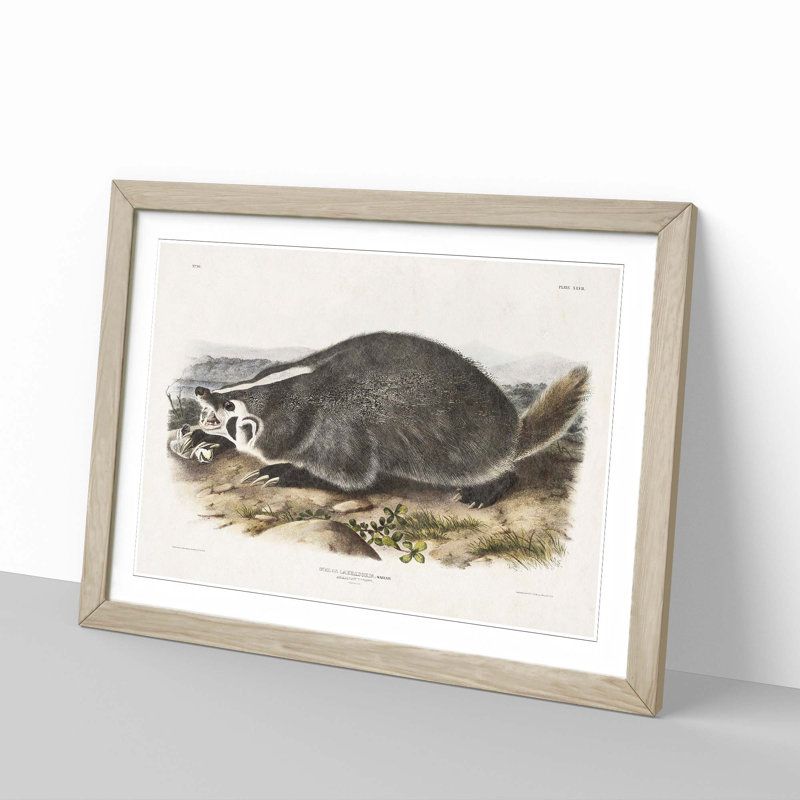 American Badger by J.W. Audubon - Single Picture Frame Painting, 45cm H x 63cm W x 2cm D, Oak Framed