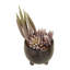 25cm Faux Succulent in Ceramic Pot