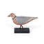Franklin's Rosy Gull on Wood Block