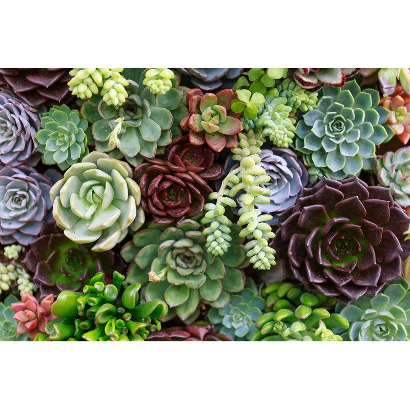" Miniature Succulent Plants " by Quangpraha, 20" H x 30" W  