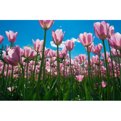 Tulip Flowers