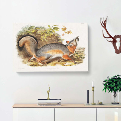 Grey Fox by J.W. Audubon - Wrapped Canvas
