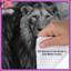 Groupe de housses de couette Lions-129215280