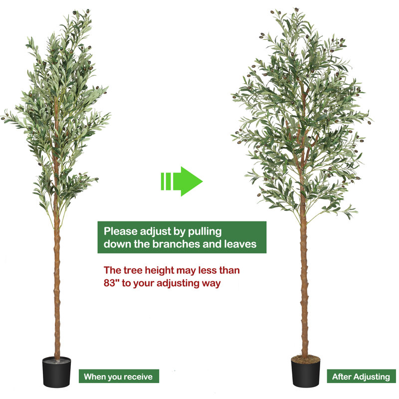 ZACOO Live Olive Tree Plant