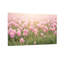 Plantes et fleurs, tulipes roses, champ, lever de soleil, gouttes de rosée-867979580