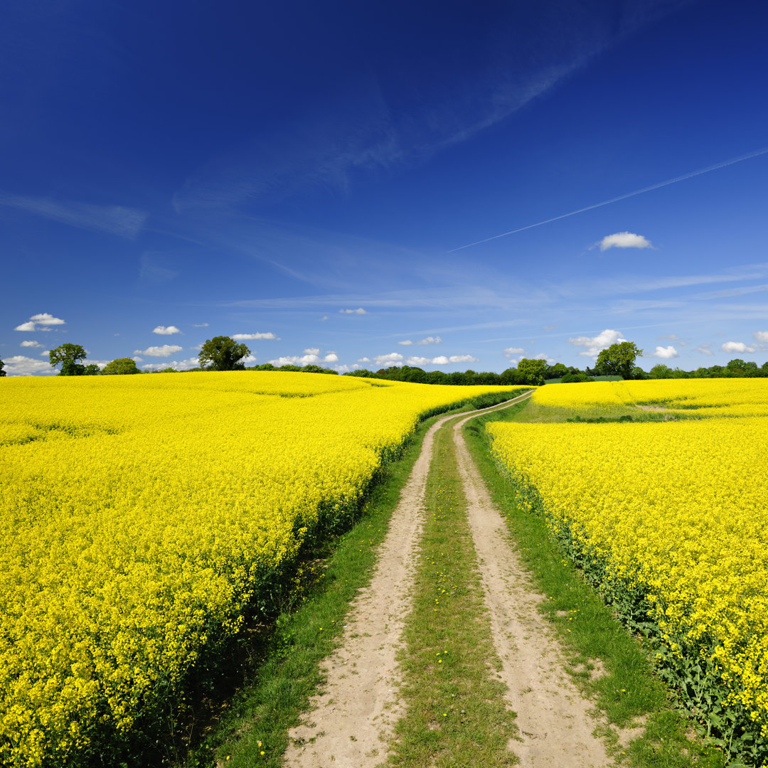 Frühlingslandschaft mit gewundener, staubiger Landstraße durch Rapsfelder by AVTG - Drucken