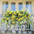 Yellow Morning glory sélectionné