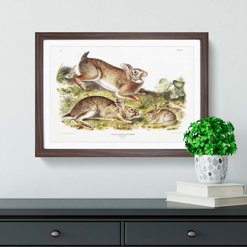 Grey Rabbits by J.W. Audubon - Picture Frame Painting Print, 27cm H x 36cm W x 2cm D, Walnut Framed