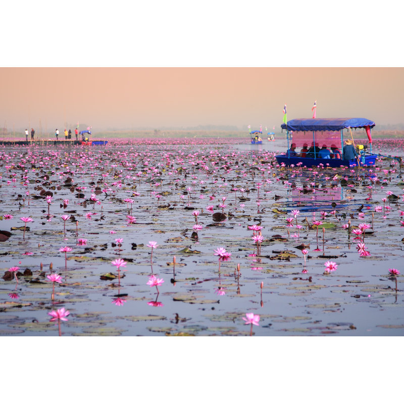 Pink Lotus - Wrapped Canvas Print, 30cm H x 46cm W x 3.8cm D