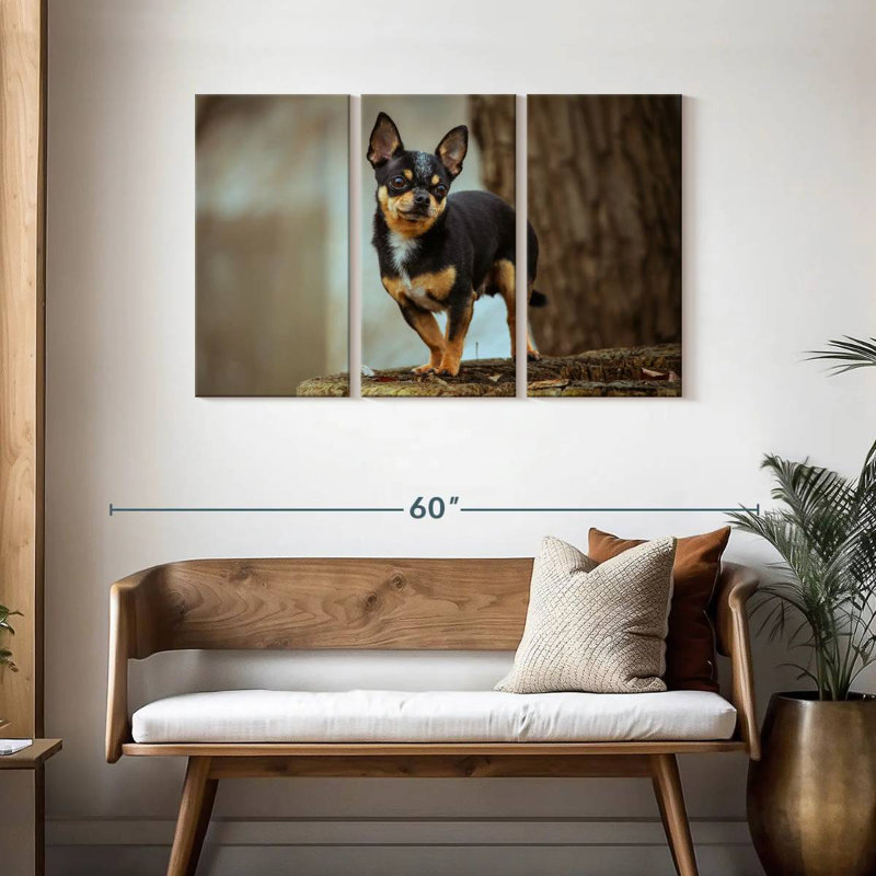 Tri Chihuahua
